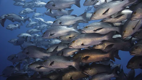 Could AI help save the world’s oceans?