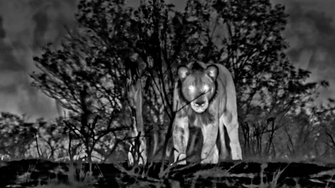 Lions find their dinner in the dark