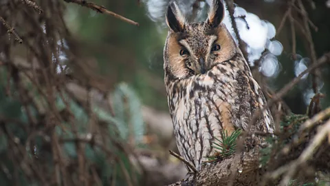 Photographing the majestic long eared owl