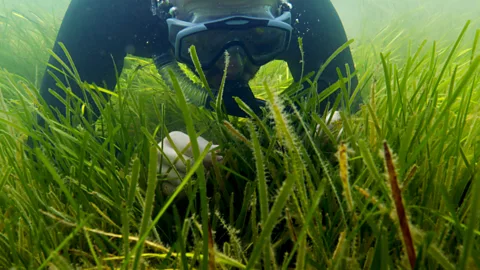 The power of seagrass