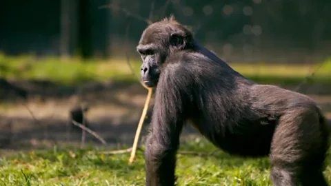 The project reimagining the future of zoos