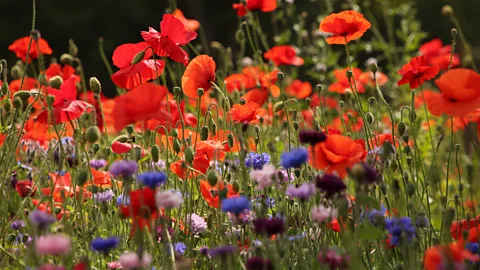 Can doing less to your garden do more for the planet?