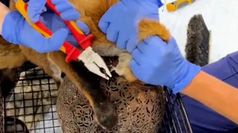 Vets remove a garden lantern from a fox's head.