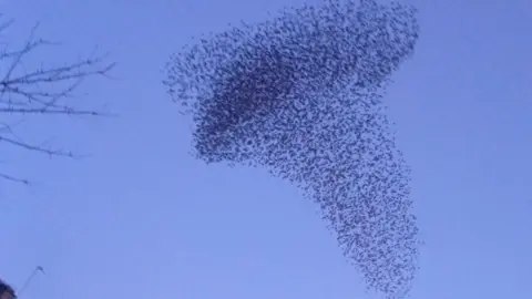 A starling murmuration. Thousands of birds can be seen against the sky at dusk.