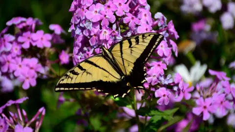 A Two-tailed Swallowtail (Papilio multicaudata) butterfly feeds in a flowerbed