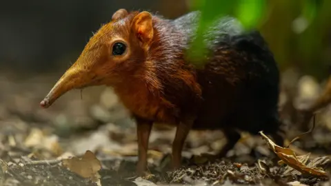 A close up of a small black-and-rufous sengi, also known as an elephant shrew. It is standing on a forest floor covered with dry leaves and twigs.