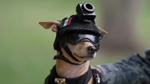 A chihuahua wearing military helmet and sunglasses.