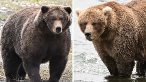 A split screen with a dark brown bear on the left and a light brown bear on the right.