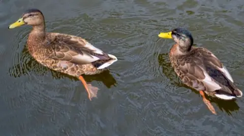 Two ducks in water