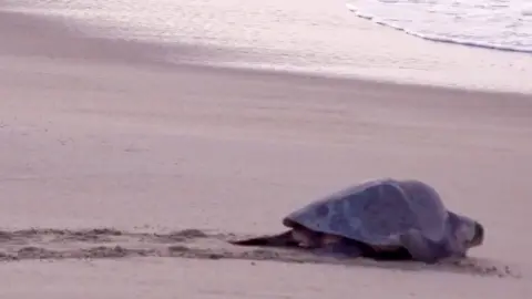 Two turtles make their way to the sea on La Escobilla beach in Oaxaca, Mexico.