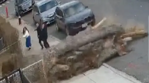 A tree falls down behind three people.