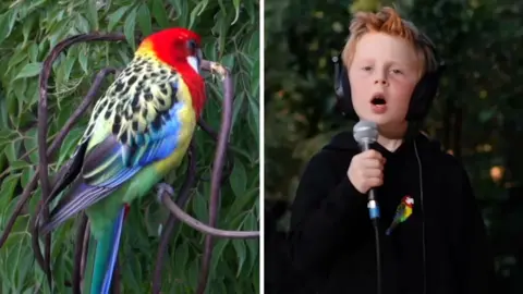 A composite image of an Eastern Rosella and a little boy singing