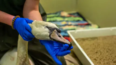 An SSPCA nurse holding the swan's head wearing blue gloves. The swan's bill is a very pale orange.  It has some dark colour on its white neck. 