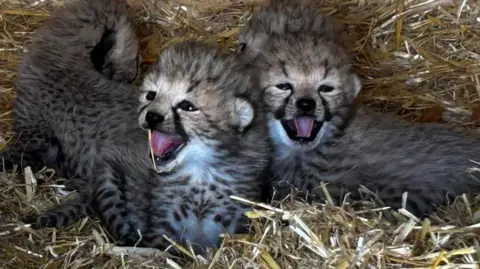 Two small cheetah cubs sitting in a pile of straw with their mouths open.