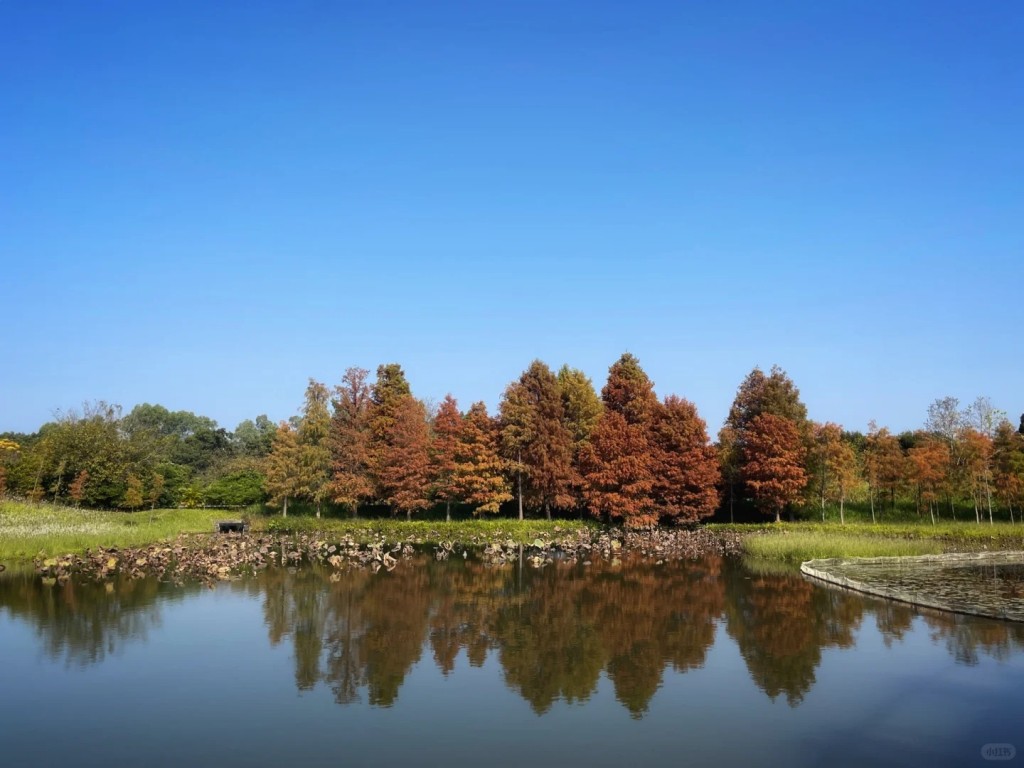 沿著公園漫游徑走，可以看到人工湖旁一排的落羽松樹林（圖片來源：小B@小紅書）