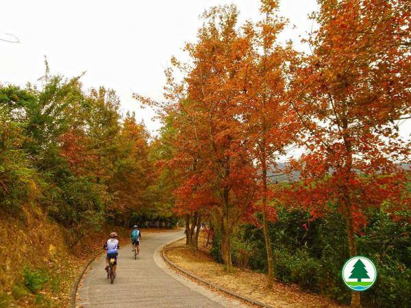 適合一家大小的新手行山路綫，行山之餘，順便欣賞楓葉。 圖片來源：漁農自然護理署