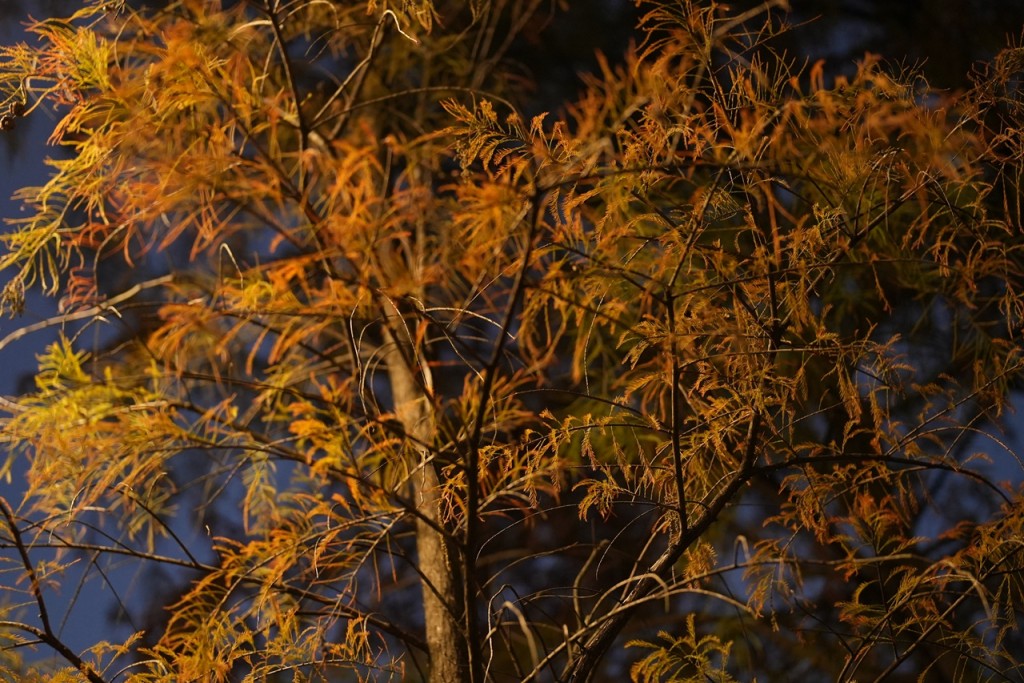 有別於元朗大棠，這裏的紅葉品種是落羽杉和水松，形狀成長條形，優雅脫俗！