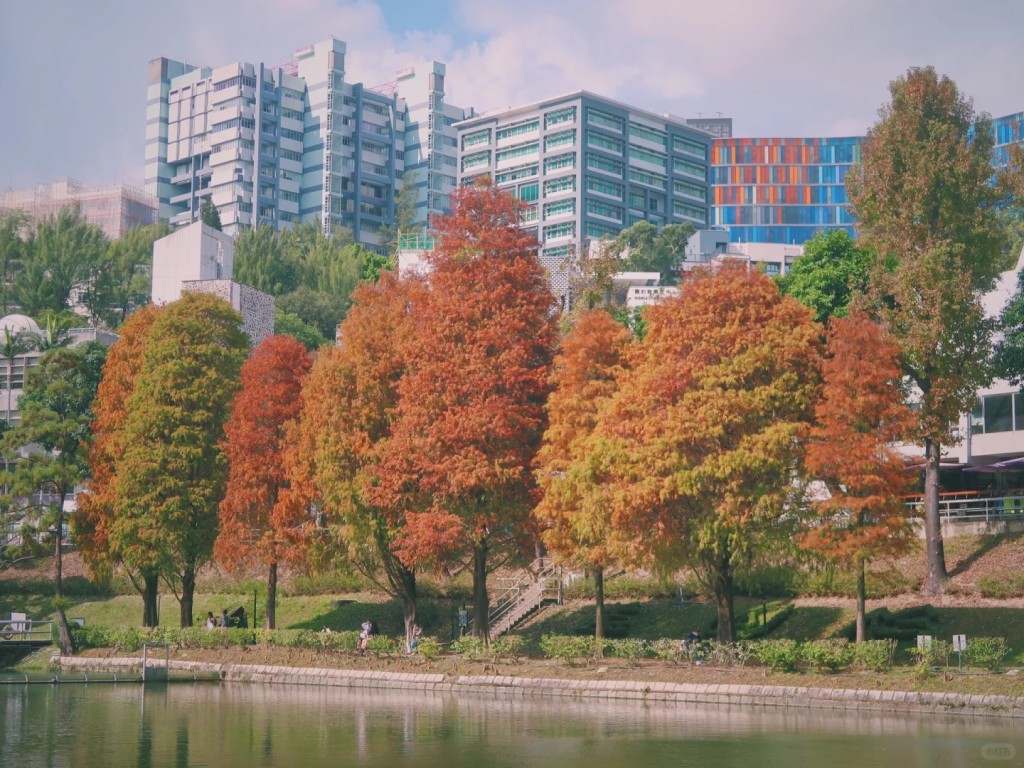 每年1月至2月間，更是落羽松綻放「紅彩」之時，沿著湖邊經過獅子亭寫意漫步，屬一眾文青賞楓熱點之選（Jos_Lapus@小紅書）