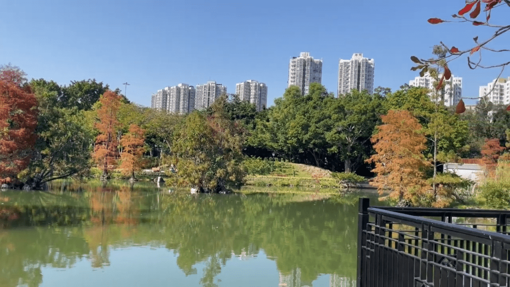 北區公園位於粉嶺和上水之間，每逢秋冬季，公園內的落羽杉也會慢慢轉紅（圖片來源：康文署賞花情報）