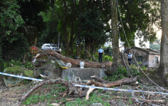 梧桐寨村危樹樹幹擊斃村代表 村民稱警員事前建議圍封危樹 地政署指無即時危險