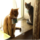 cat@log cat@log