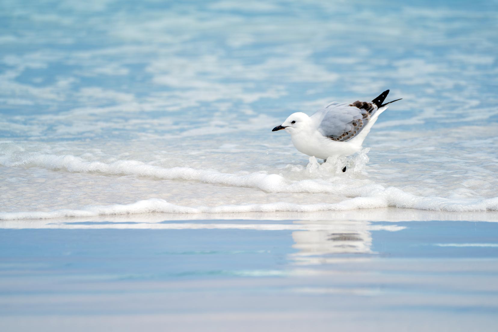 juvenile Silver Gull (red-billed) in the water
