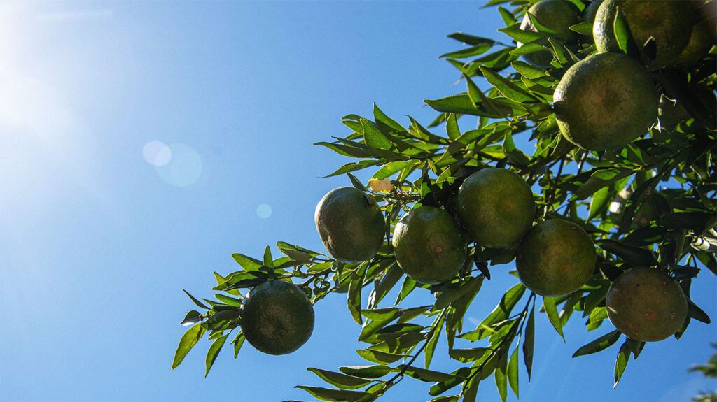 A tree of citrus bergamia fruits in the sunshine