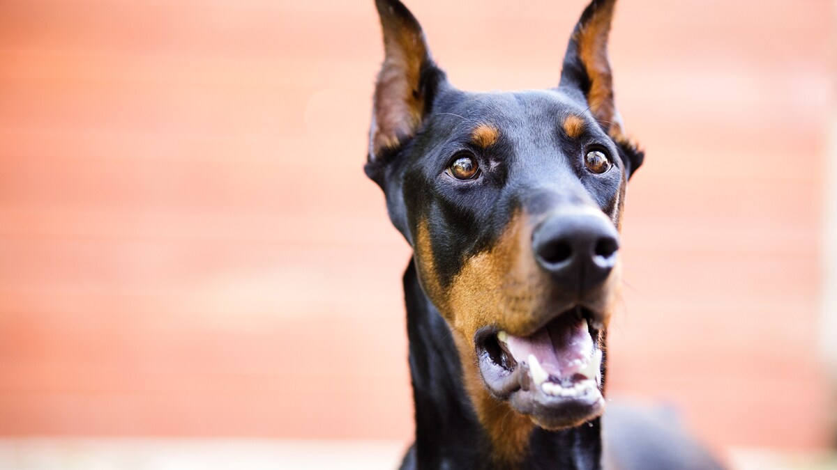 how-dogs-see-what-dogs-see