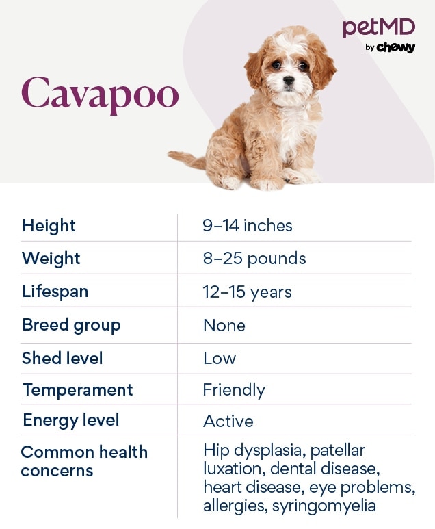 chart depicting cavapoo traits