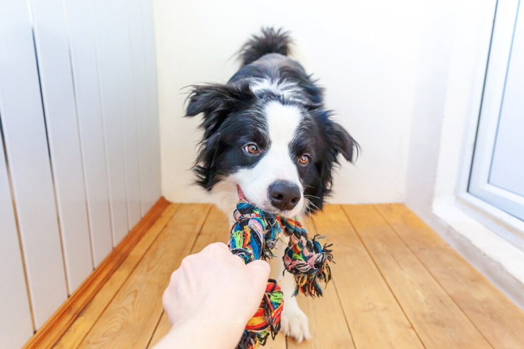 border-collie-tugging-on-toy-rope