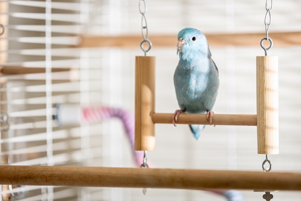 Blue bird perched on a swing