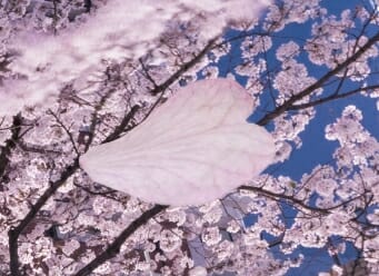 夜桜 現像 レタッチ Photoshop