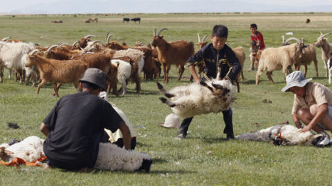 蒙古西部的牧民在剪羊毛，2024年4月。