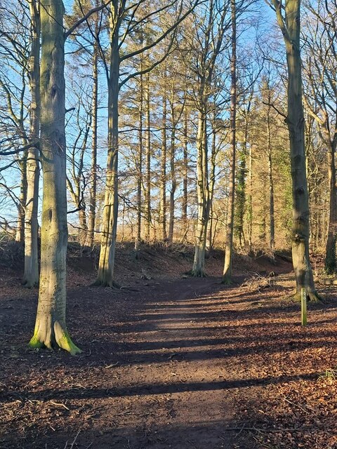 Path through Crow Wood