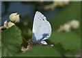 SH7783 : Holly Blue (Celastrina argiolus) on bramble (Rubus sp.), Great Orme by Mike Pennington