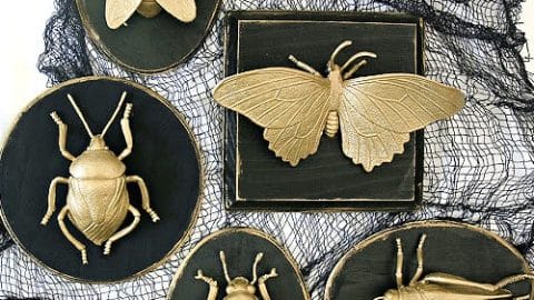 Image for Faux Insect Taxidermy
