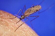 A mosquito sitting on the tip of a finger