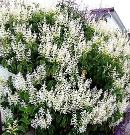 Plectranthus ecklonii