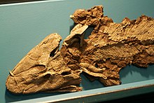 Záběr na přední část zkameněliny rodu Tiktaalik, jenž je pokládán za přechodný článek mezi rybami a čtyřnožci