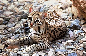 Ocelote