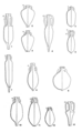 Die Formen einiger früh- und mittelkaiserzeitlichen (7 spätrömisch) Amphoren: 1) Dressel 1, 2) Gauloise 4, 3) Gauloise 5, 4) Camulodunum 184, 5) Crétoise 1, 6) Dressel 43, 7) Keay 25, 8) Dressel 6, 9) Dressel 20, 10) Dressel 10 similis / Lyonnaise 3, 11) Dressel 9 similis / Lyonnaise 3, 12) Augst 17 / Lyonnaise, 13) Schörgendorfer 558