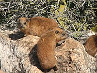 The dorsal gland visible as a patch of fur with lighter colour