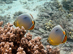 Deux poissons-papillon à trois bandes (Chætodon trifasciatus).