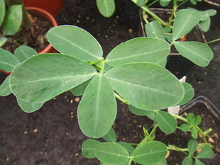 Jordnødplanten (Arachis hypogaea) Foto: HansB