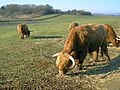 Highland cows