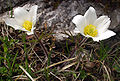 Pulsatilla alpina