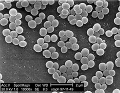 Електронна микрография на колония от Staphylococcus aureus