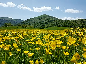 Դիլիջան