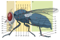 A Housefly diagram.