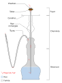 Schema vun enger Shisha op Franséisch